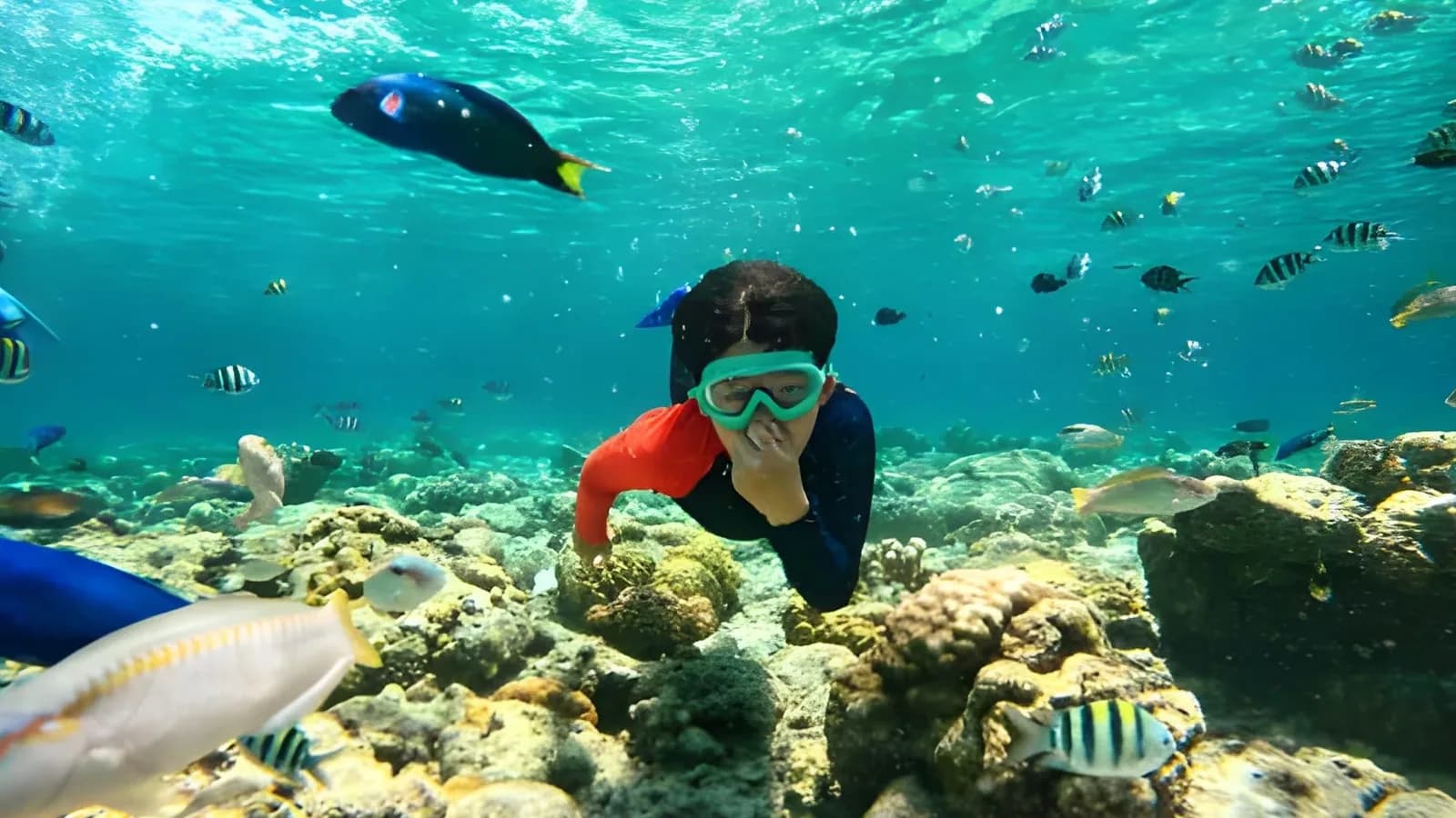 Excursión de snorkel a la isla de Tirán desde Sharm el Sheij